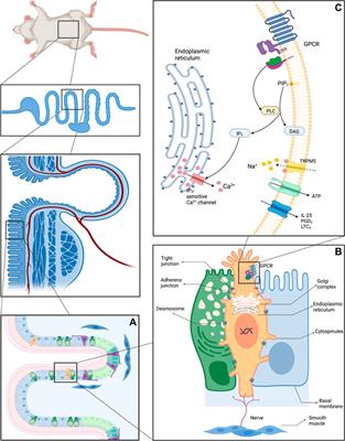 An update on the biological characteristics and functions of tuft cells in the gut